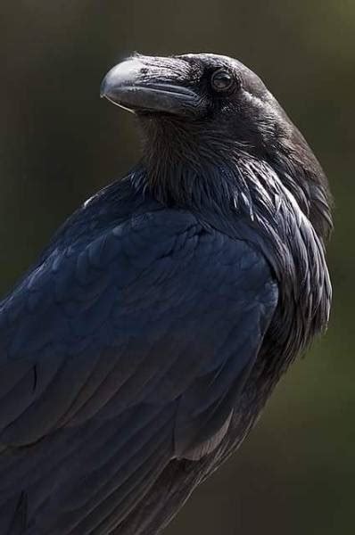 10 Fascinating Facts About Ravens Tumbex
