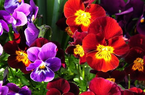 Wallpaper Pansies Flowers Bright Colorful Sunny Flowerbed