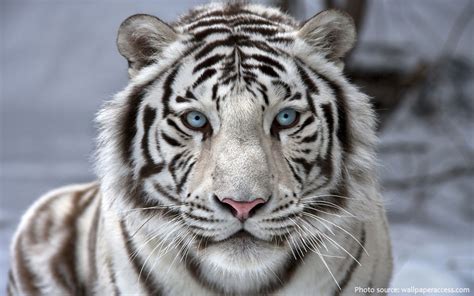 Interesting Facts About White Tigers Just Fun Facts