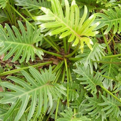 59 Best Tropical Outdoor Plants Images On Pinterest Patio Plants