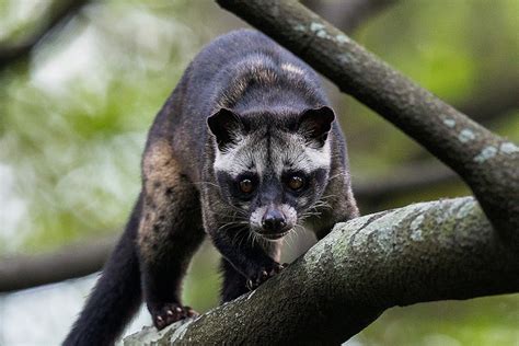 9 Species Of Wild Civet Found In India