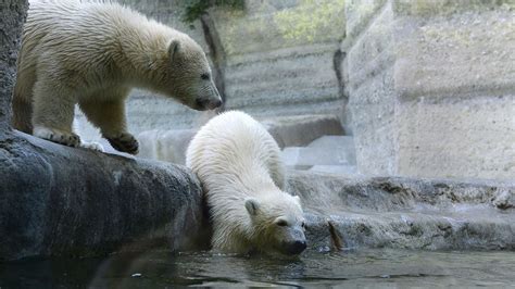 Alemanha Filhotes De Urso Polar Brincam Na Gua Not Cias Mundo