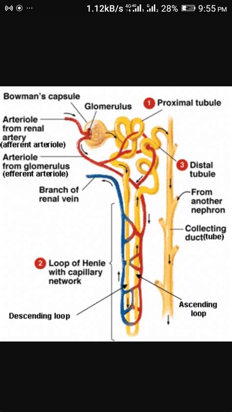 Draw A Well Labelled Diagram Of Nephron Explain The Process Of Porn Sex Picture