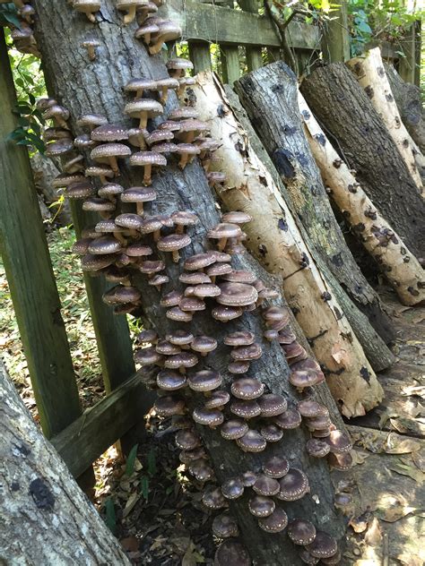 Shiitake Mushrooms Growing