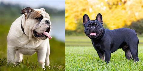 Top 10 Dog Breeds For 2023 Bake Into