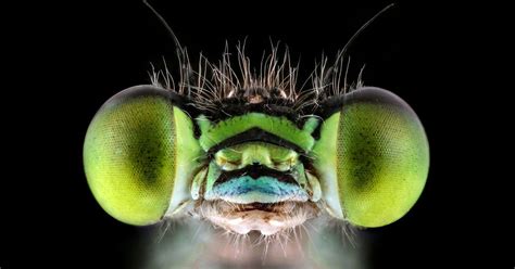 Incredible Close Up Insect Pictures Snapped By Macro Photographer Who