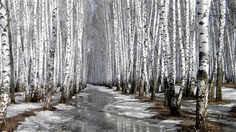 Pix For White Birch Trees Wallpaper Gathering Pinterest Birch