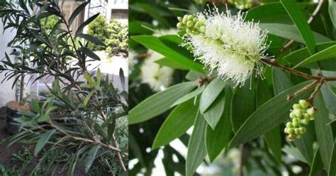 Klasifikasi Tanaman Eucalyptus Atau Kayu Putih Dan Manfaatnya Serbagai