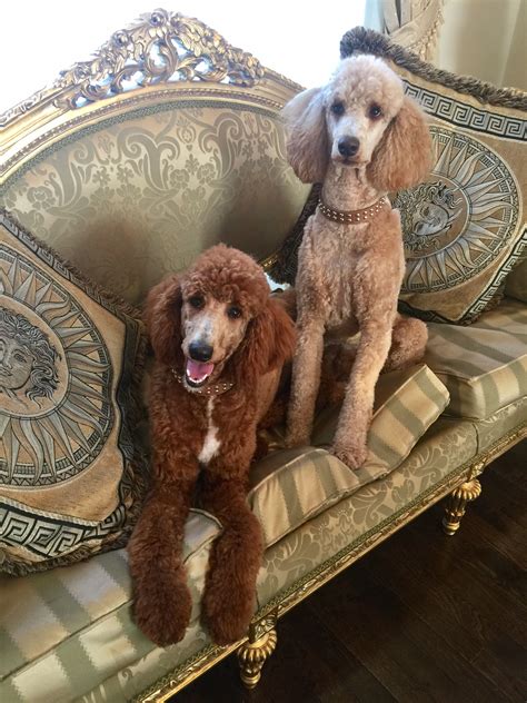 Standard Poodle Storm And Bella Poodle Puppy Toy Poodle I Love Dogs
