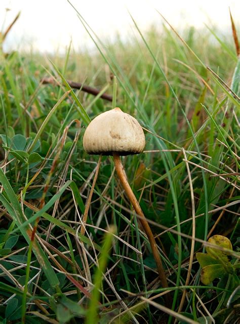 Uk Magic Mushroom Thread 2011 Mushroom Hunting And