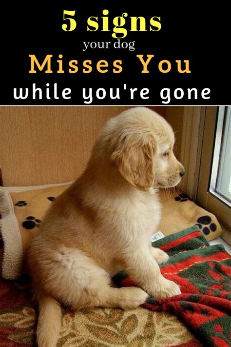 Top 5 Signs Your Dog Misses You While Youre Gone Dog Breeds Dog