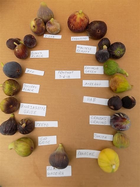 Some Pretty Pictures Of 16 Fig Varieties Ripe Now Pictures Growing