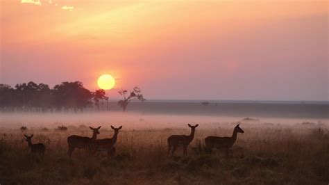 Sunrise Over Maasai Mara National Reserve Kenya Backiee