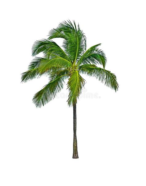 Palm Tree Isolated On White Stock Photo Image Of Isolated Coconut