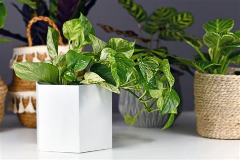 Best Indoor Plants Thrive With Low Light And Less Water