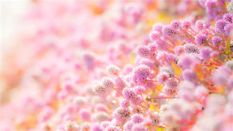 Beautiful Pink Flowers Plants In Blur Background Hd Flowers Wallpapers
