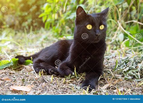 Beautiful Bombay Black Cat With Yellow Eyes And Insight Look Outdoors