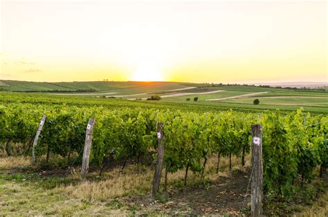 Vineyard Sunset Landscape In Czech Free Photo Download Freeimages