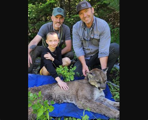 9 Year Old Girl Attacked By A Cougar Joins Biologist On Cougar Capture In Northeast Washington