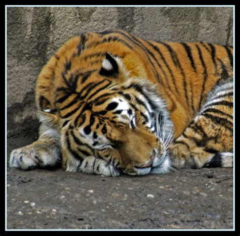 Tired Tiger In All The Years Ive Been Going To The Zoo I Flickr