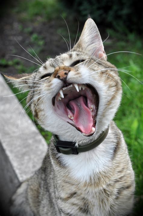First discovered in the 1960s, feline leukemia virus is a transmittable rna retrovirus that can severely inhibit a cat's immune system. 5 Reasons Having Your Cat's Teeth Cleaned Is Worth the ...