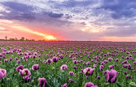 Photo Nature Fields Flower Poppies Sunrise And Sunset