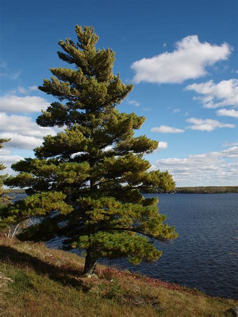 Eastern White Pine Pinus Strobus Tree Facts Habitat