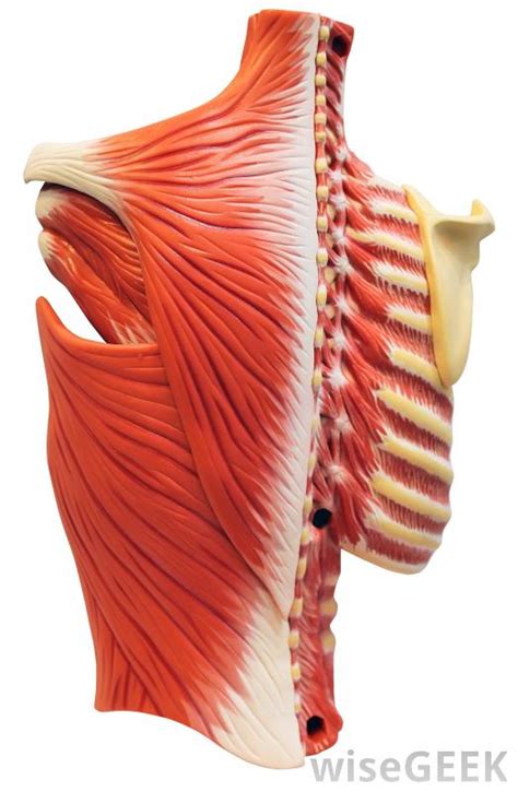 Issues with your muscles, ligaments, or ribs in your back can often cause rib pain in the back. What are Intercostal Muscles? (with pictures)