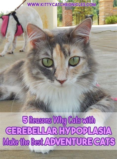 Nord gratefully acknowledges said omar, md, faap, professor and medical director, neonatology, department of pediatrics and human development encephalopathy, fatal infantile, with olivopontocerebellar hyperplasia. 5 Reasons Why Cats with Cerebellar Hypoplasia Make the ...