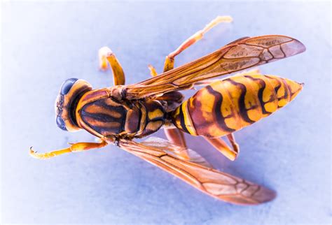 Free Images Wing Close Fauna Invertebrate Hornet Wasp Pest
