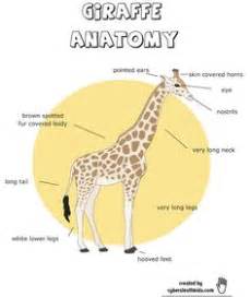 A female dog's reproductive system involves the uterus, the cervix, the oviducts, the ovaries, and the vagina. Pin by LaToya Lucas on I love giraffes!!! | Giraffe crafts, Giraffe art, Giraffe