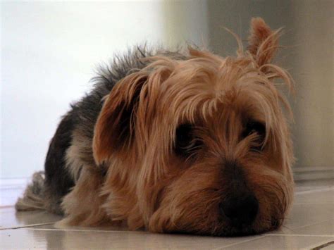 australian silky terrier dogs breeds pets