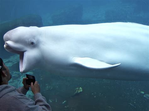 Beluga Whale What Are You Doing How Can I Explain This An Flickr