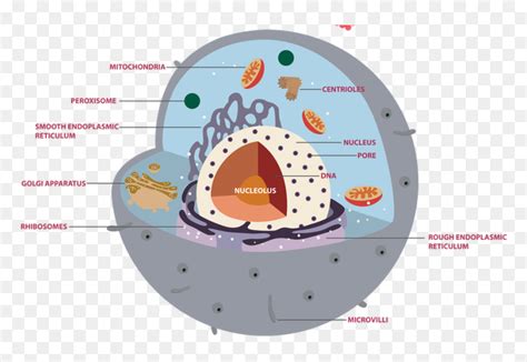 Picture Eukaryotic Cells Hd Png Download Vhv