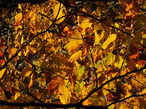 Free Images Nature Branch Sunlight Leaf Colorful Season