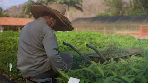 Ecosias Reforestation Efforts In Brazil