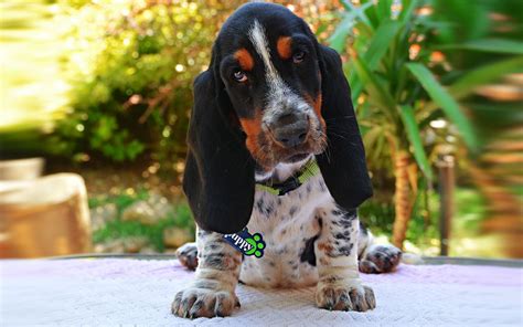 Basset Hound Breed Information And Pictures