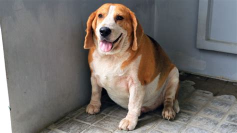 Find funny gifs, cute gifs, reaction gifs and more. Vets say half the dogs they see are fat and most owners ...