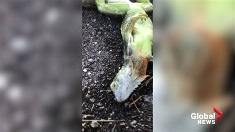 Frozen Iguanas Are Falling From Trees Amid Frigid Florida Forecast