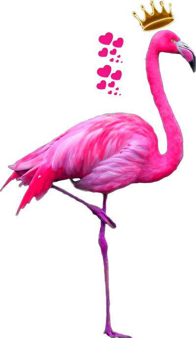 Pink Flamingo Logo Png Transparent Background X Px Filesize