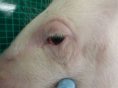 African swine fever is a notifiable animal disease. How to keep African swine fever out of the UK | Pig World