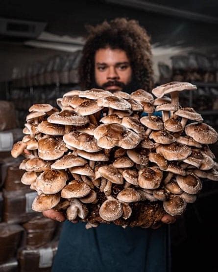 why growing mushrooms at home is everyone s new pandemic hobby life and style the guardian