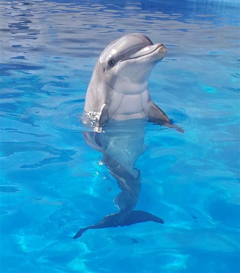 Baby Dolphin Pictures Rare White Baby Dolphin Captured At The Cove In