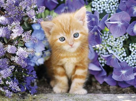 Ginger Cat In Flowers 500 Piece Jigsaw Puzzle By Clementoni
