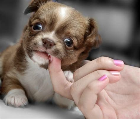 Your puppy has 28 milk teeth. What You Should Know About Puppy Teething | I Love My Chi