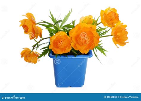 Orange Flowers In A Flower Pot Stock Image Image Of Floral Natural