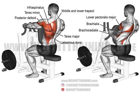 Machine One Arm Row Exercise Guide And Video Weight Training Guide