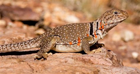 Collared Lizard The Animal Facts Appearance Diet Habitat Lifespan