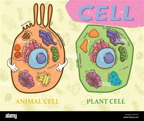Grafico Di Istruzione Della Biologia Per Cellula Animale E Cellula