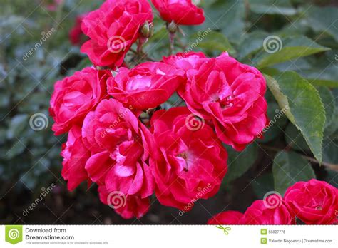 Garden Of Red Wild Roses Rosa Virginiana Virginia Rose Common Wild
